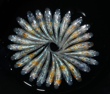 【メダカ】 桜餅 オス メス ランダム 10匹 めだか