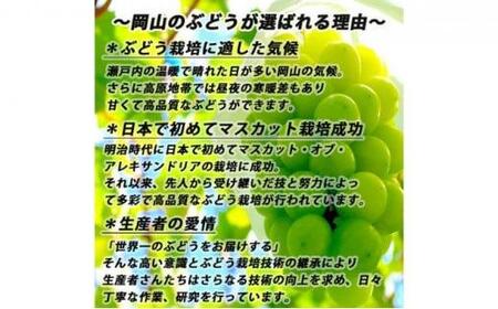 ぶどう 2024年 先行予約 ご家庭用 シャイン マスカット 約2kg 糖度抜群！ 【9月上旬～順次発送分】 ブドウ 葡萄 岡山県産 国産 フルーツ 果物 [No.5220-0313]
