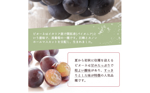 紀州和歌山産 ピオーネ 約2kg ※2024年8月中旬～9月中旬頃に順次発送 ※日付指定不可 ぶどう ブドウ 葡萄 果物 くだもの フルーツ