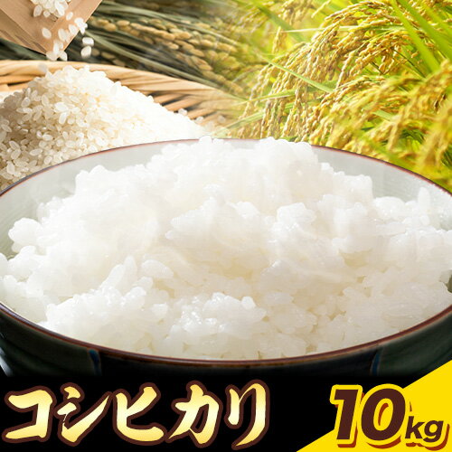 【ふるさと納税】特別栽培米 コシヒカリ 10kg（5kg×2袋）有限会社 田中農場《90日以内に出荷予定(土日祝除く)》鳥取県 八頭町 米 お米 ご飯 送料無料