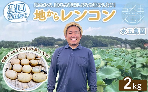 
                  農園採れたて 地からレンコン 2kg | 産地直送 茨城県 土浦市産 れんこん 蓮根 シャキシャキ ※2026年9月～発送
                