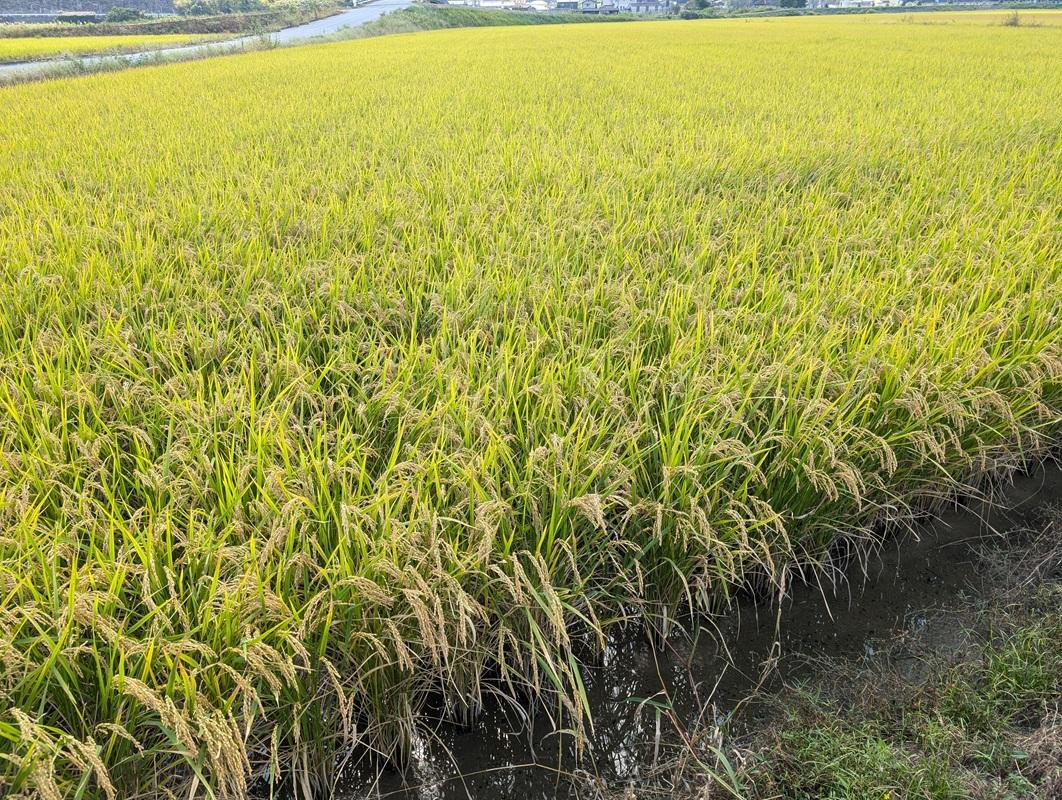 【令和8年産】 特A受賞 岡山県産にこまる 玄米 30kg ｜ 玄米 にこまる 30キロ 30kg 米 コメ お米 ご飯 おにぎり こめ 令和8年度 産地直送 ふるさと納税 数量限定 玄米 米 にこま