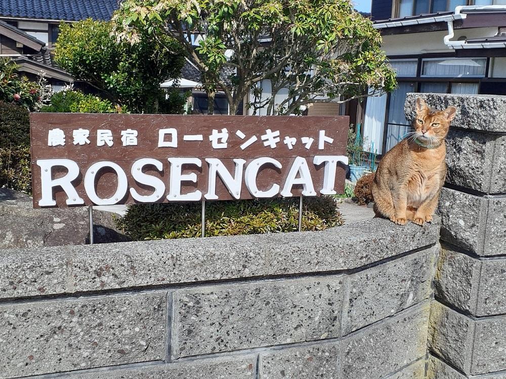 バラと猫に癒やされるローゼンキャット宿泊プラン（2名様）