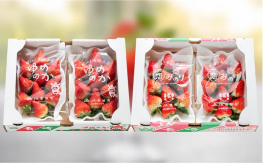 ゆめ恋セット（ゆめのか・恋みのり）計1kg《壱岐市》【蒼花】[JEO001] いちご イチゴ 苺 フルーツ 果物 スムージー ジャム ゆめのか 恋みのり セット 食べ比べ 小分け パック 冷蔵 あまお