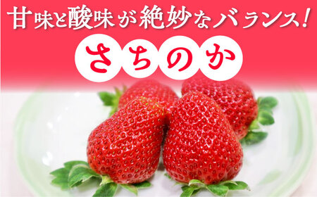 【2025年発送分 先行予約】【ビタミンC豊富な濃厚いちご】さちのか 2kg（250g×8パック） / 苺 イチゴ いちご フルーツ 果物 / 佐賀県 / さかもとさんの畑[41ABAA009]