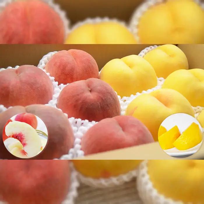 山形の白桃と黄桃のセット 約3kg(6～13玉)[柔らかくなる品種・果肉やや硬め]【令和8年産先行予約】FS24-567 くだもの 果物 フルーツ 山形 山形県 山形市 2026年産