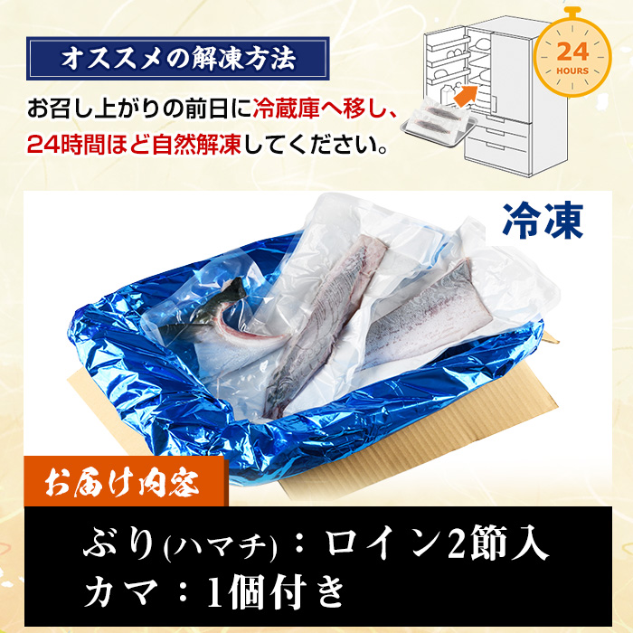 ＜先行予約受付中！＞鹿児島県産！冷凍ぶり(ロイン2節入・計1kg前後/カマ付) 国産 九州産 鹿児島産 魚介 魚 旬 鰤 ブリ ぶり ハマチ はまち 刺身 お刺身 海鮮丼 漬け丼 ブリ大根 ぶりしゃぶ