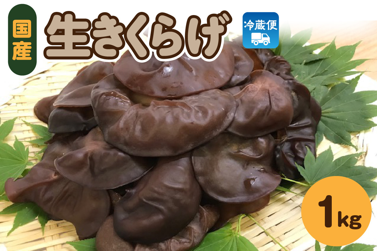
                  夫婦で育てた キクラゲ 生 1kg ( 500g ×2袋)  国産 【 きくらげ 生きくらげ 木耳 生キクラゲ 日本産 きのこ キノコ 青森 五所川原 】 クール便
                