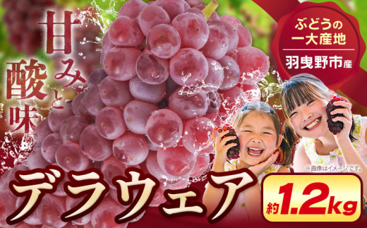 デラウェア【2026年先行予約】デラウェア 約1.2kg《7月上旬-8月中旬頃出荷》デラウェア ぶどう 葡萄 ブドウ 一大産地 大阪府 羽曳野市 種無しぶどう 産地直送 送料無料