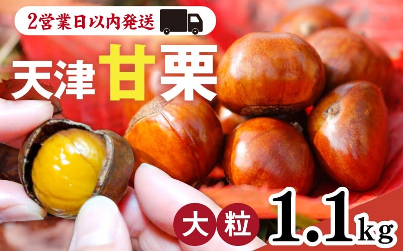 
            天津甘栗 1.1kg / 甘栗 栗 兵庫 兵庫県 特選大粒栗 大粒 おやつ お菓子 スイーツ 栗好き 焼き栗 焼き マロン こだわり製法 新栗 スピード発送 最短2営業日発送
          