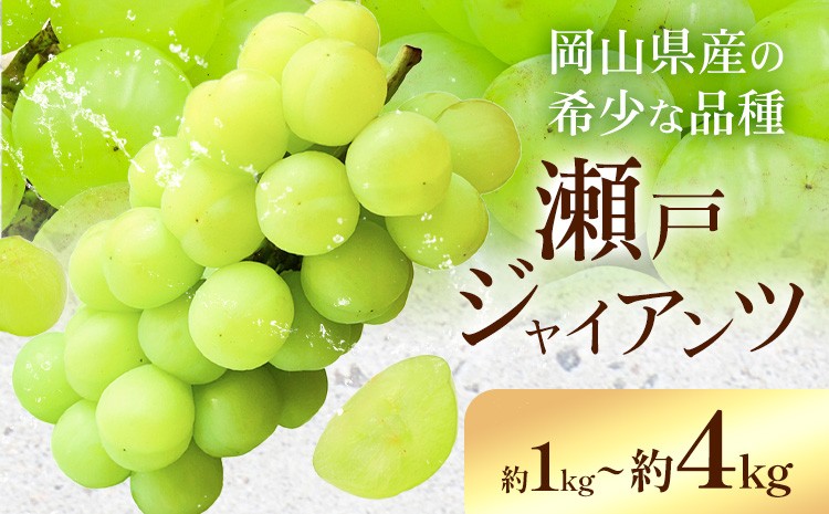 
                  【2026年先行予約】瀬戸ジャイアンツ 選べる 1kg以上(2房) 約2kg(4-5房) 約4kg(6-10房) Kazu Farm《2026年10月中旬-11月上旬頃出荷》 岡山県 浅口市 岡山県産 ぶどう フルーツ 果物 くだもの 送料無料
                
