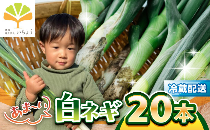 
            いちょうの畑　あま～い白ネギ 20本【農事組合法人いちょう】 [YDN018]
          