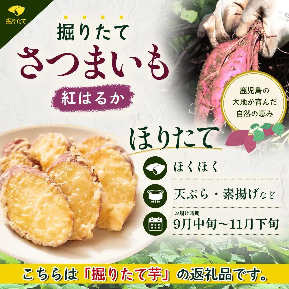 【先行予約：2026年9月中旬配送～】掘りたて さつまいも 紅はるか 3kg Mサイズ (自宅で簡単レシピ付き）FR-203 | 秋の味覚 2026年秋収穫 新物 さつまいも サツマイモ 感動サツマイ