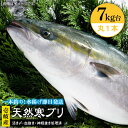 【ふるさと納税】壱岐島産天然寒ブリ（7キロ台・丸もの） 《壱岐市》【壱岐島　玄海屋】[JBS004] ぶり 寒ぶり ブリ 魚 刺身 しゃぶしゃぶ 72000 72000円 のし プレゼント ギフト 冷蔵配送