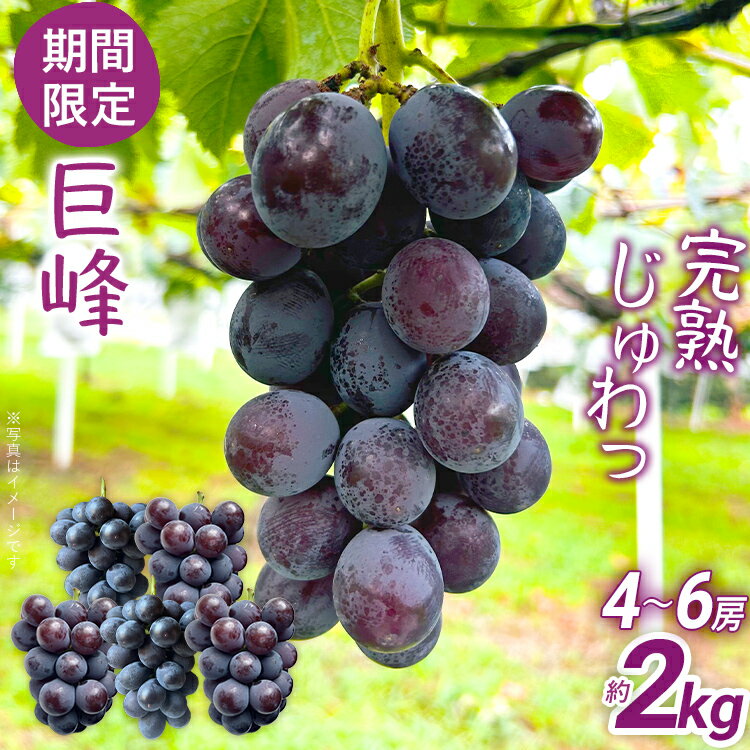 【ふるさと納税】 巨峰 ぶどう 先行予約 数量限定 約2kg（4～6房） 農家直送 樹上完熟 完熟 果汁 ブドウ 葡萄 果物 フルーツ 甘い ジューシー 福岡県 福岡 九州 グルメ お取り寄せ 【8月中旬頃より順次出荷予定】