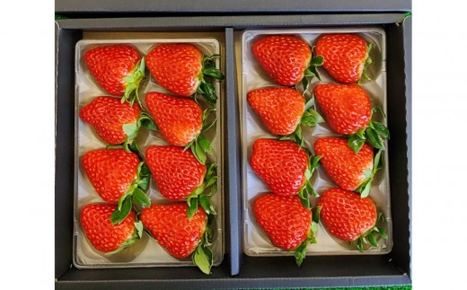 いちご 約250g×2　【かおり野/紅ほっぺ/ベリーポップすず】から1～2品種お届け