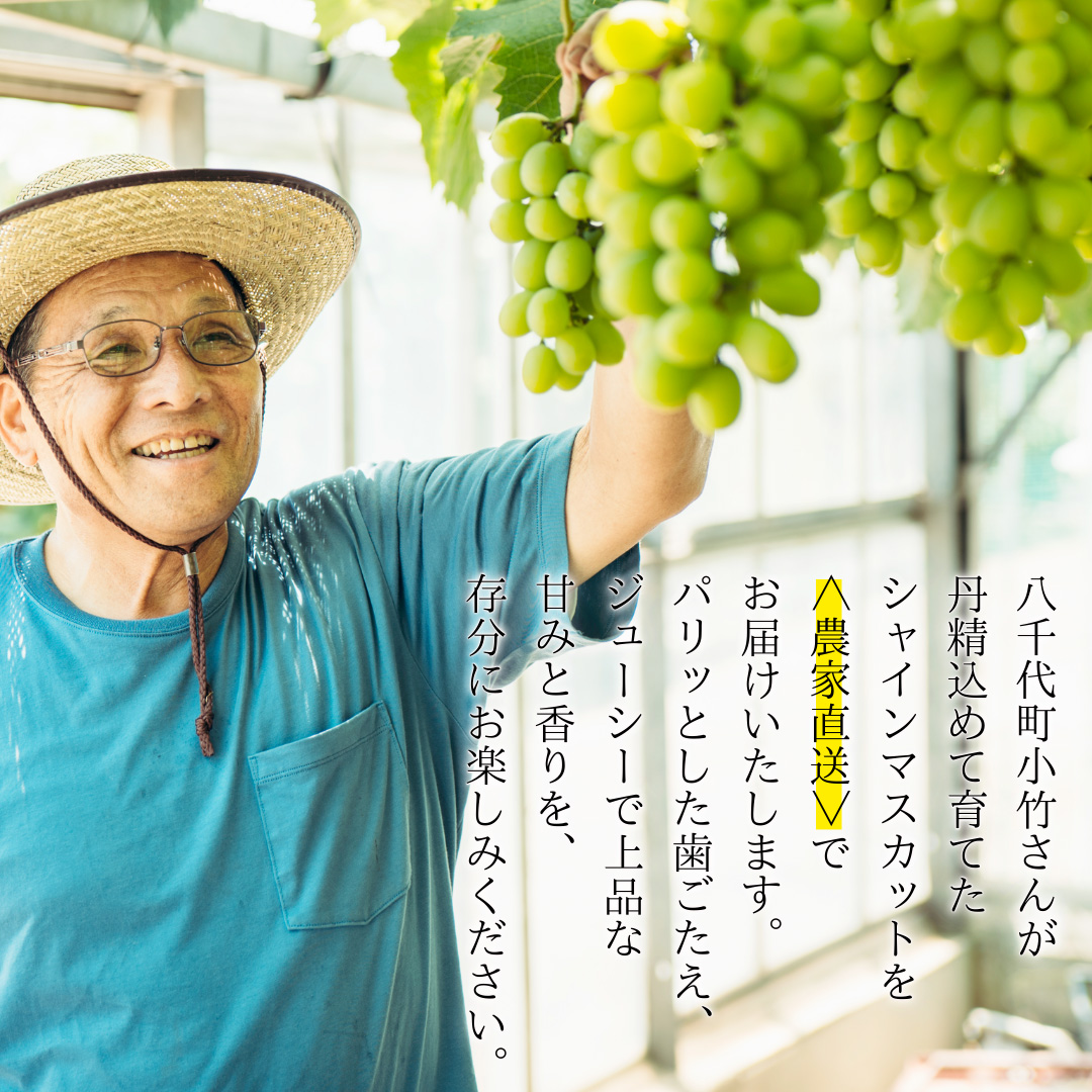 【 先行予約 8月下旬以降発送 】 農家直送 ! 八千代町産 シャインマスカット 約 1.3kg （ 2～3房 ） マスカット フルーツ 果物 2025予約 ぶどう ブドウ 葡萄 フルーツ ふるさと納