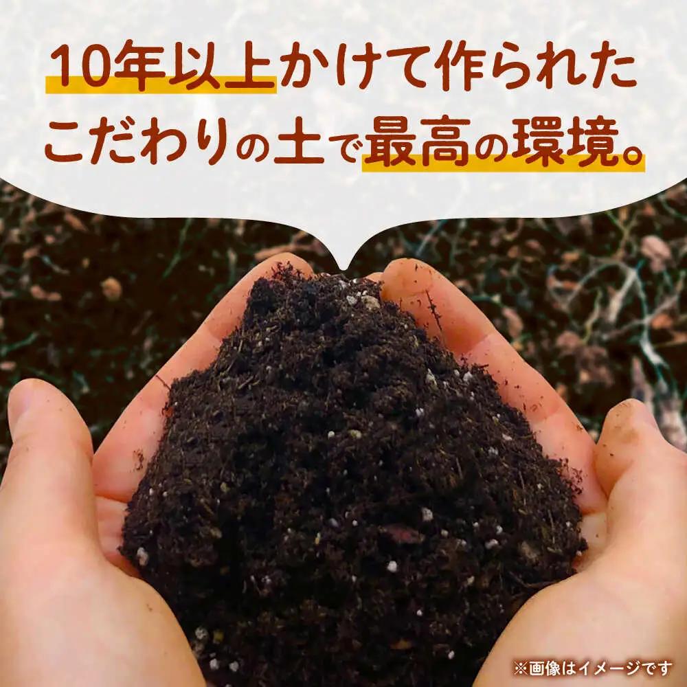 【先行予約】にんじん 約3kg 天日塩＆発酵土壌で作ったこだわりの人参 【株式会社 夢アグリ】[ZCL018]