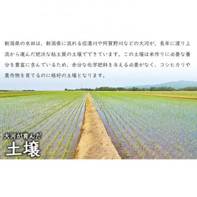ふるさと納税 新潟市 新潟産コシヒカリ10kg [54071045] |  | 02