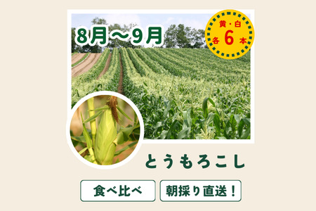 野菜セット 4回 定期便  旬な野菜 新鮮 白樺 美瑛の四季【令和8年産予約受付】 