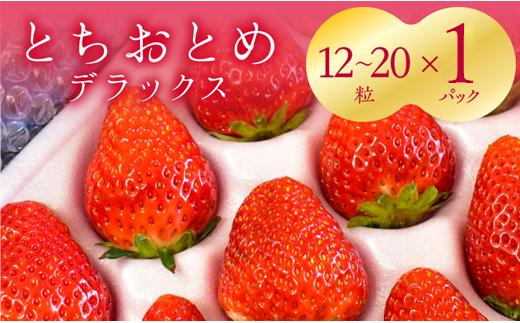 
            【2～4月発送】いちご 苺 とちおとめ DX 1箱（12～20粒）イチゴ とちおとめ デラックスサイズ 厳選 セット フルーツ 季節限定  新鮮 1箱 大容量 送料無料 ギフト 茨城県 鉾田市 野菜王国
          