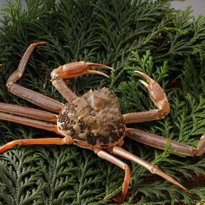 【先行予約】鳥取県産 訳あり 活 松葉がに 500g×2杯(中村商店)25年12月・26年1月発送【配送不可地域：離島・北海道・沖縄県・東北・信越、北陸】