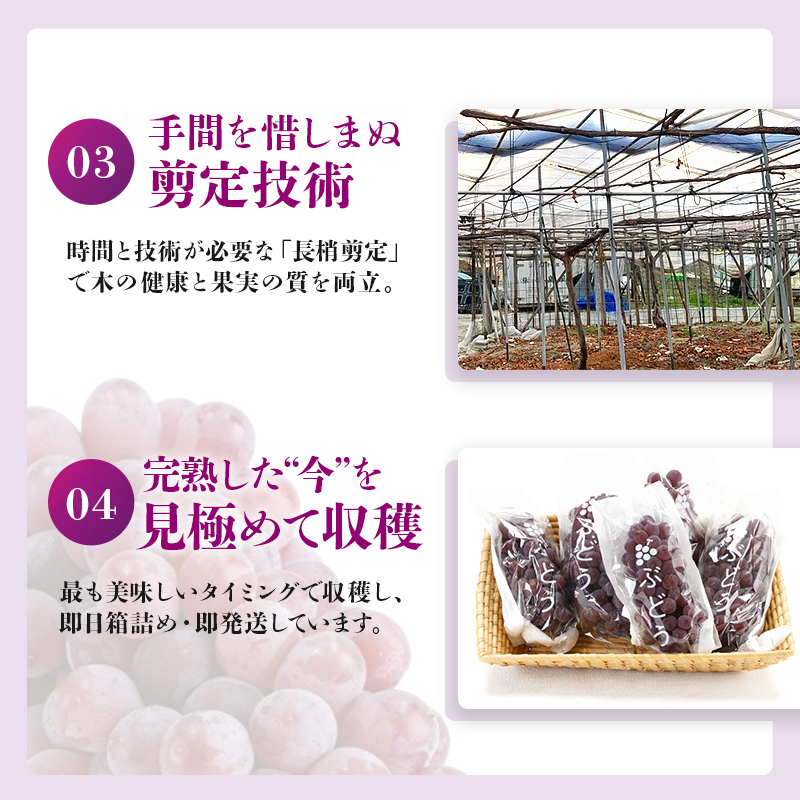 【2026年先行予約】数量限定 デラウェア3kg（15房前後）6月下旬～7月下旬発送特選 期間限定 ぶどう 葡萄 フルーツ 果物 くだもの 人気 贈答用 ギフト 先行予約 種なし旬 新鮮 家庭用 プレ