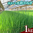 【ふるさと納税】未カット水耕小ねぎ1kg