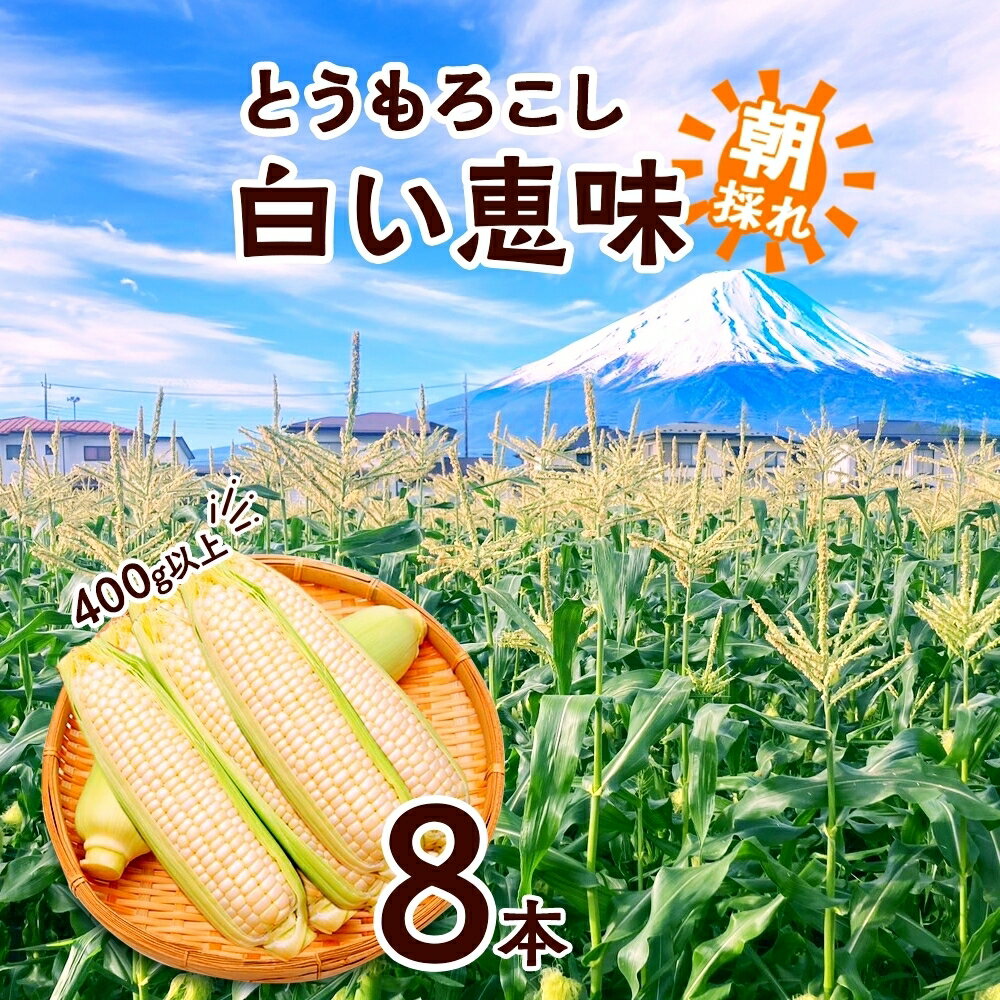 【ふるさと納税】 ＜2026年発送先行予約＞ とうもろこし 白い恵味 ホワイト 400g以上×8本 高糖度 トウモロコシ スイートコーン 玉蜀黍 コーン 白 夏野菜 ジューシー 野菜 おやつ 甘い 旬 産地直送 送料無料 湖南野菜出荷組合 山梨県 富士河口湖町 FEM006