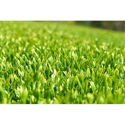ふるさと納税 島田市 産地直送そのまんま深蒸し茶 |  | 01