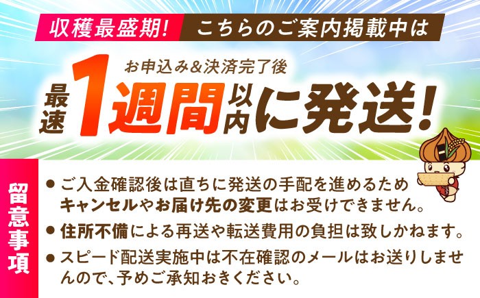 いちご 苺 イチゴ いちごさん フルーツ 果物 ギフト プレゼント ichigo 甘い いちご