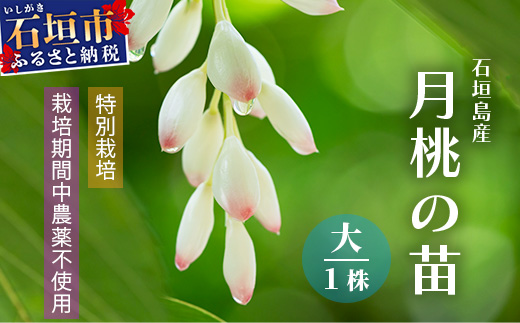 「月桃の苗」大1株（特別栽培、栽培期間中農薬不使用）【 沖縄県石垣市 月桃 農薬不使用 化学肥料不使用 苗 離島のいいもの 沖縄いいもの石垣島 】OI-14