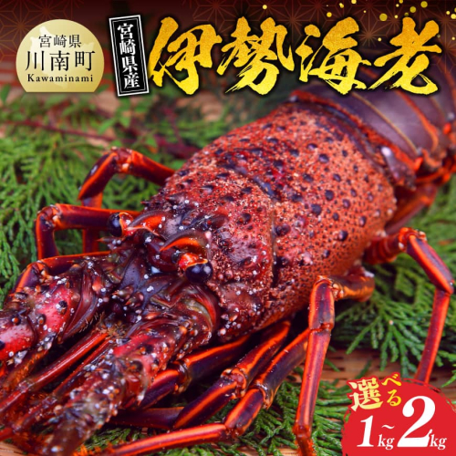 ※内容量が選べる※【担当者厳選！】伊勢海老 【 伊勢えび 伊勢海老 魚介類 いせえび 海産物 宮崎県産 国産 】