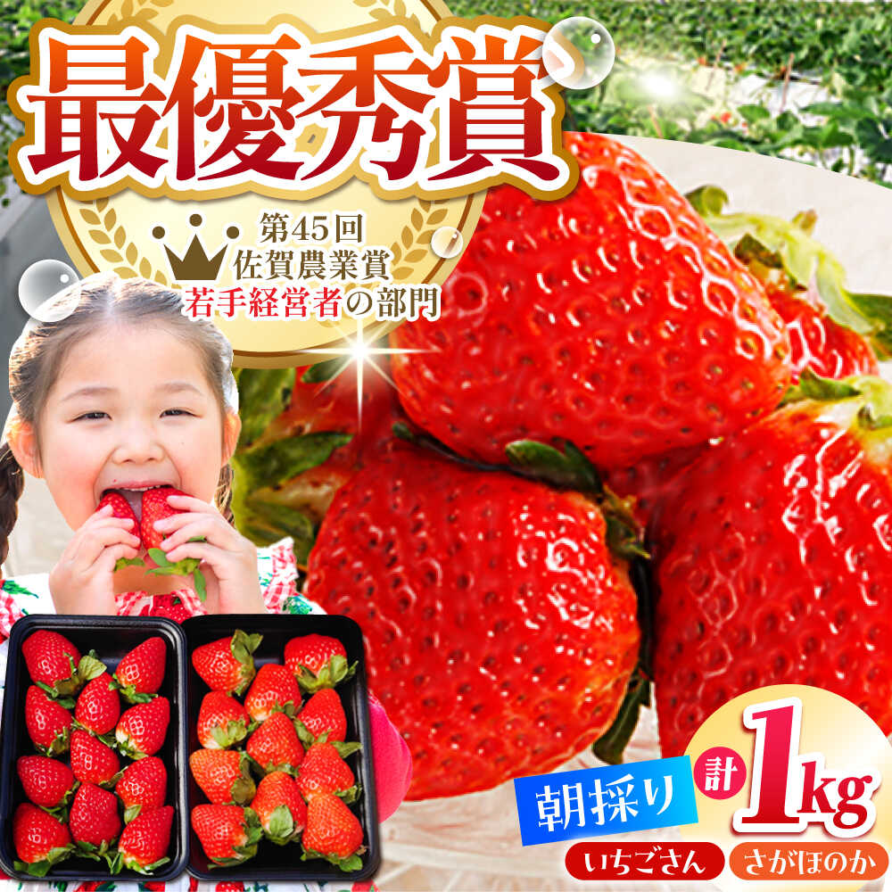 【ふるさと納税】【先行予約】【2〜4月発送】朝摘みいちご 1kg ( いちごさん さがほのか 250g 4パック ) 【むらおか農園】 [HAF020] / 食品 フルーツ 果物 いちご 苺 佐賀 いちごさん さがほのか ブランド セット 送料無料