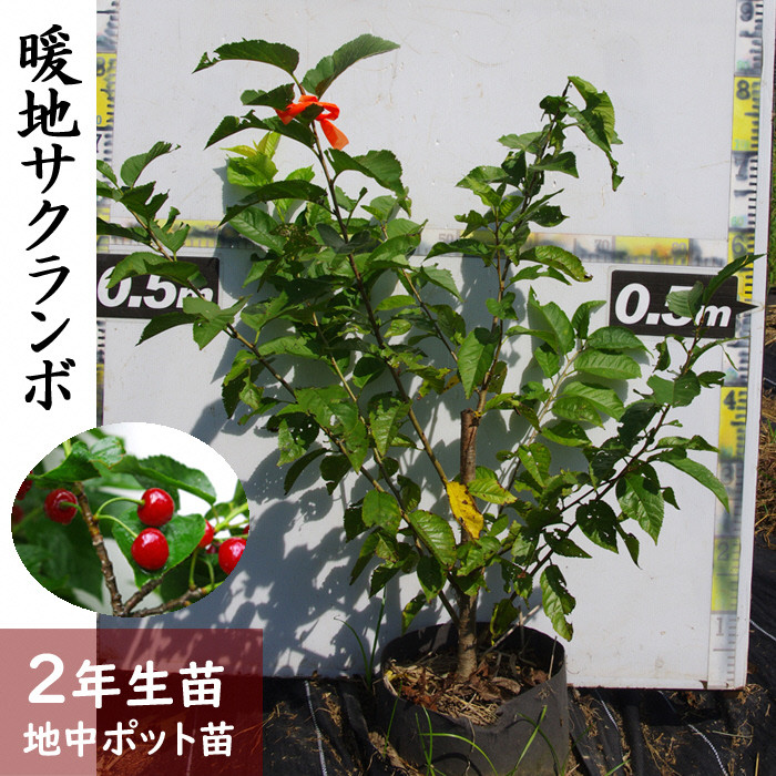 
            ＜すだ農園＞2年生 苗木 ◇暖地さくらんぼ [地中ポット苗 2024年] ※2025年12月上旬～2026年5月下旬頃に順次発送予定 ※北海道・沖縄・離島への配送不可
          