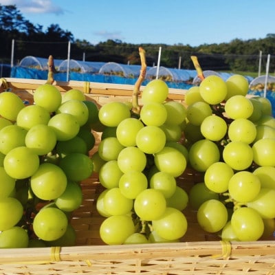 【2026年先行予約】【訳あり】NISSHOKU FARM ご家庭用シャインマスカット 約1.0kg【1706910】