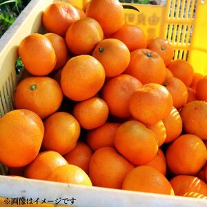 訳あり ゆら みかん 5kg (温州みかん)※2025年11月下旬～順次発送【fmlb089-12】 