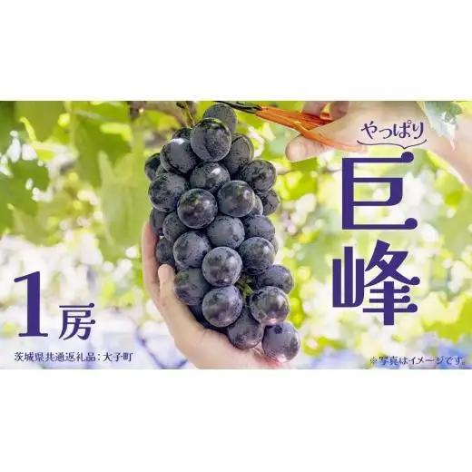 巨峰 １房【2026年7月上旬発送開始】 (茨城県共通返礼品：大子町)