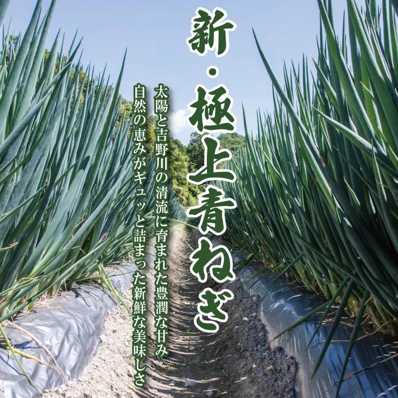 【4月～6月まで発送】青ねぎ 5kg ネギ 葱 極上 薬味 国産