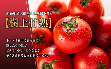 トマト フルーツトマトルージュフルーツトマト 2kg 糖度8度以上 産地直送 厳選 樹上甘熟 長野県産 野菜 甘い コク 酸味  爽やか ビタミン ミネラル 栄養 リコピン 抗酸化力 美容 健康