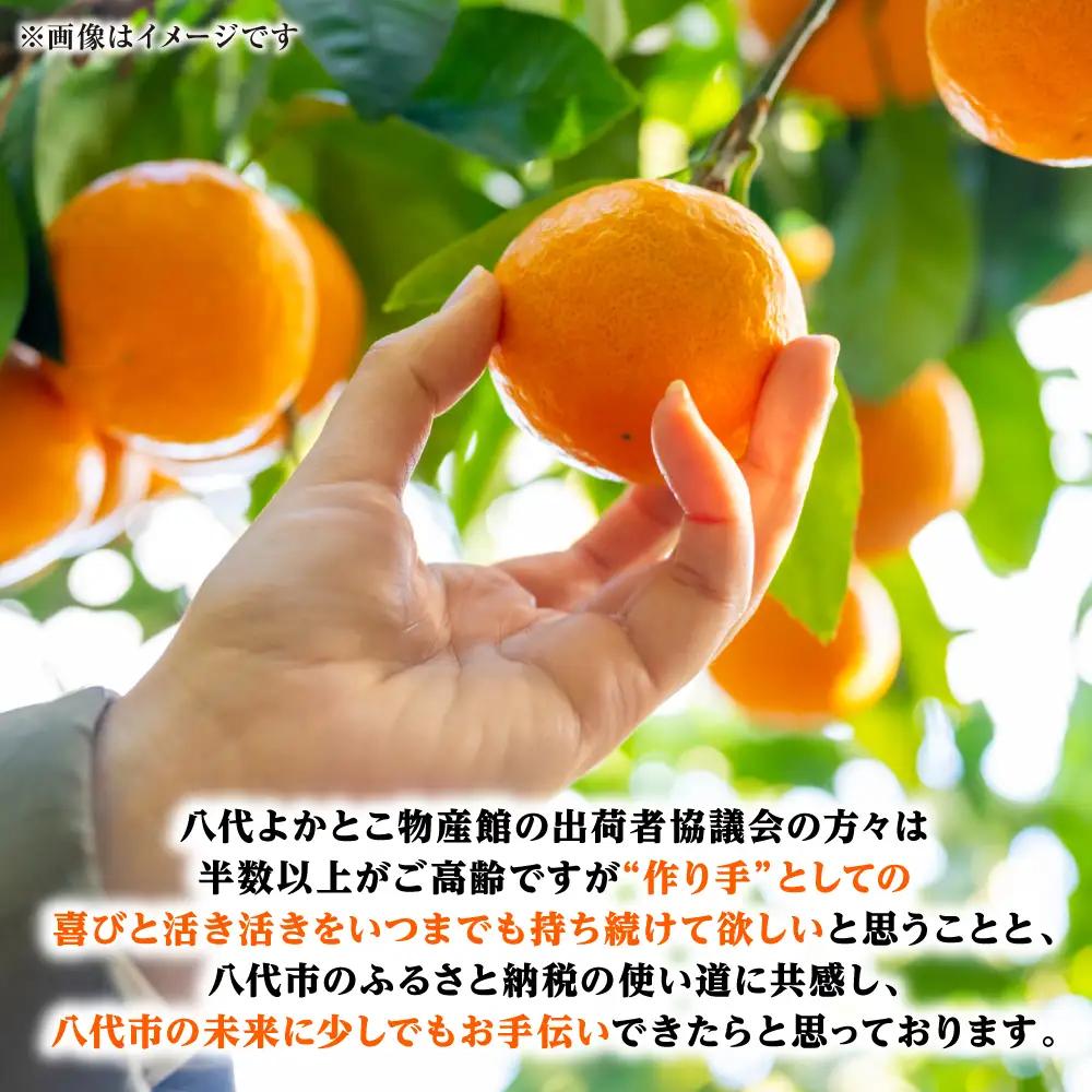 【先行予約】【訳あり】熊本県八代市産 ご家庭用みかん 約5kg ミカン【2026年9月下旬より順次発送】
