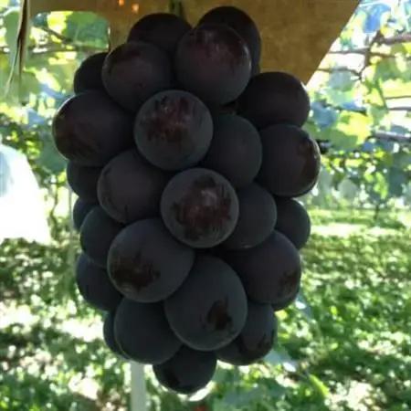 【2026年発送】山梨市産　巨峰　約1kg(2～3房)【配送不可地域：離島】【1706556】