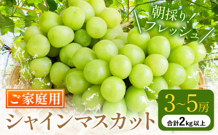 ご家庭用 シャインマスカット 約2kg以上《8月下旬-10月上旬頃出荷》ぶどう【配送不可地域あり】（離島）