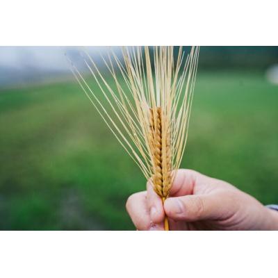 ふるさと納税 玖珠町 大分県産もち麦250g×4個 |  | 01