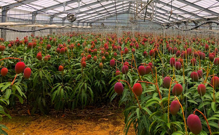 【2024年発送】サンライズファームのアップルマンゴー約１kg　自宅用