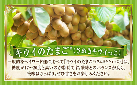 キウイフルーツ【キウイのたまごR】(キウイっこ)　約1.8kg | キウイ フルーツ 果物 旬 旬の果物 キウイフルーツ デザート 生鮮食品 贈り物 贈答 お裾分け おすすめ 人気 ギフト グルメ 特