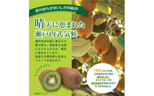 訳あり 無選別品 香川県オリジナル品種　香緑キウイ　約1.5kg【2024年12月上旬～2025年3月下旬配送】