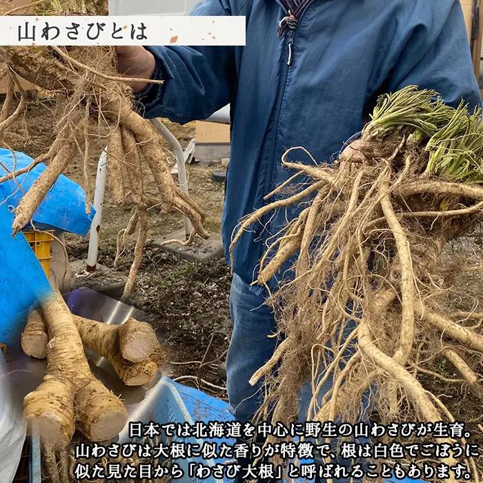 山わさび醤油漬け 100g 3瓶 薬味 辛味 調味料 弟子屈町 ワサビ 山葵 手づくり ホースラディッシュ おかず ご飯のお供 お取り寄せ グルメ gift ギフト 送料無料 北海道 弟子屈町 294