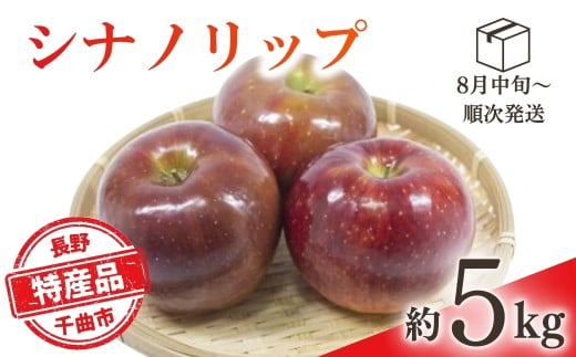 【2026年先行予約】りんご シナノリップ(長野県オリジナル品種) 約5kg | りんご 林檎 リンゴ 信州りんご 長野県 千曲市