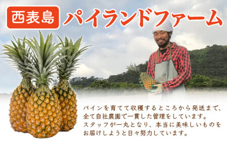 ＜訳あり！＞2026年先行予約　大きさ不揃いお得！箱にいっぱいスナックパイン9kgセット